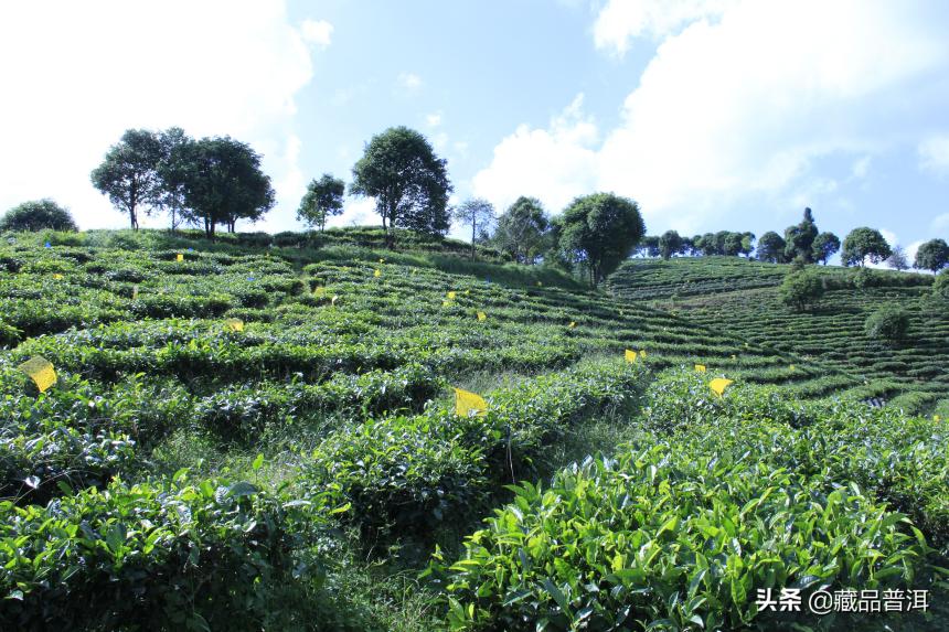 2022年普洱茶圈流行的2种骗局，详细揭秘！小白看完可避坑